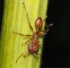 354405 – Photo : Bernard Perthuis – Guyane française